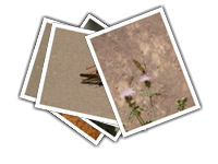 insect album picture