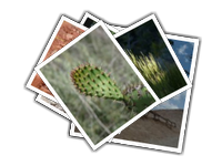 plant album picture